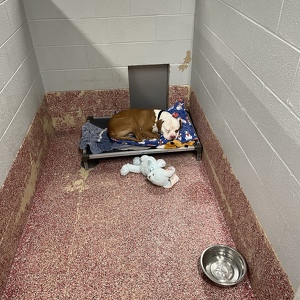 Fundraising Page: Sara McHale